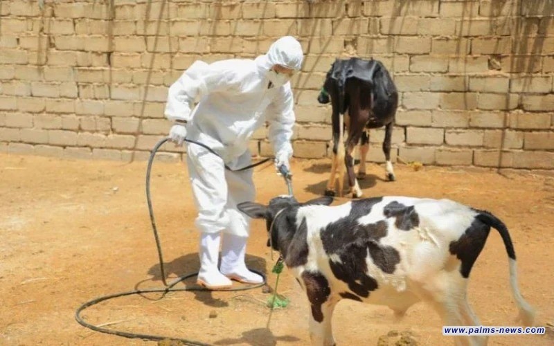 دهوك تمنع إدخال لحوم المواشي الى داخل المحافظة